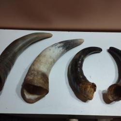 4 CORNES DE BOVINS 25/29CM ARTISANAT COUTELLERIE