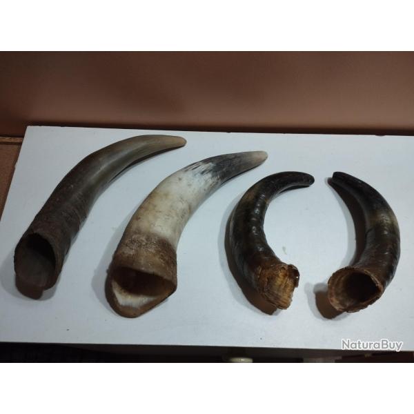 4 CORNES DE BOVINS 25/29CM ARTISANAT COUTELLERIE
