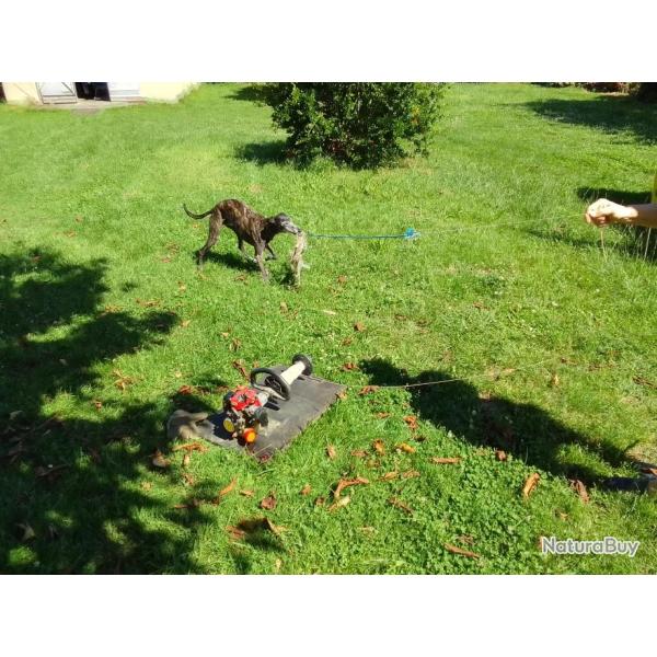 Entra�neur pour l�vriers