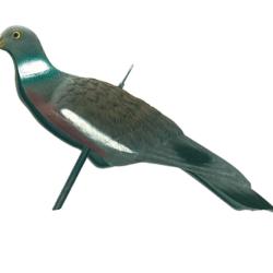 Appelant Pigeon Anglais