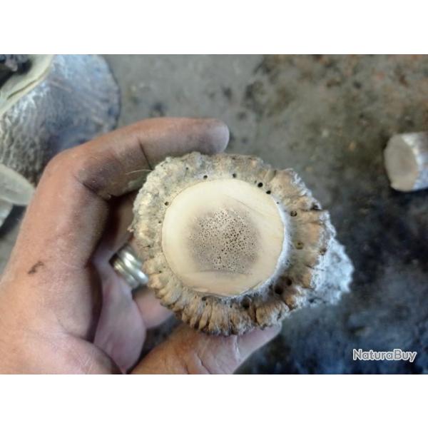 Meules de bois de cerf