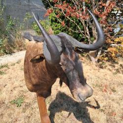 Taxidermie de Gnou noir ; Connochaetes gnou #LM26