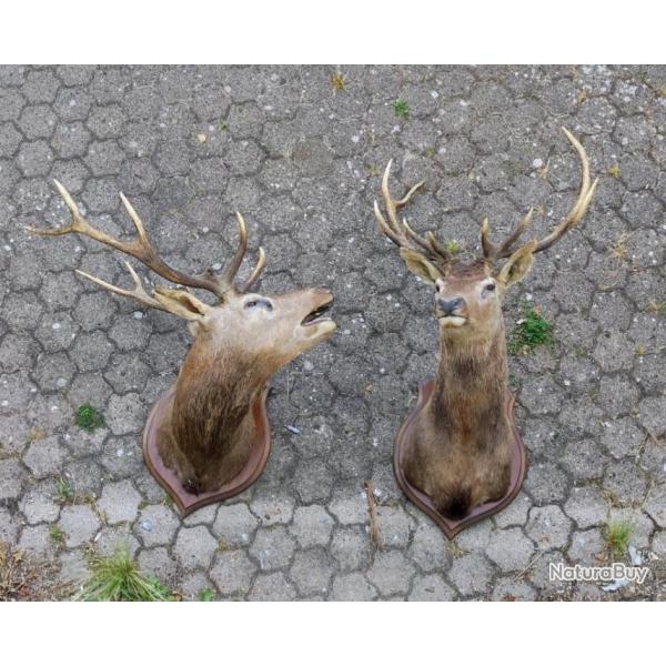 Troph�es cerf elaphe dont un au brame