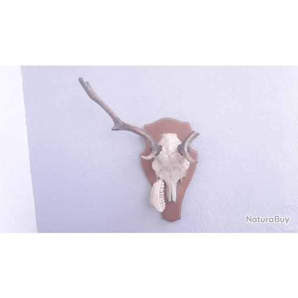 Troph�es de Daim #L3(1)