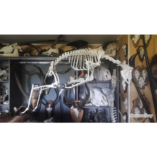 Squelette de Springbok ; Antidorcas marsupialis