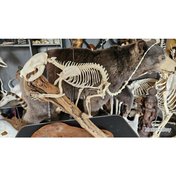 Squelette de Coati roux , Nasua nasua