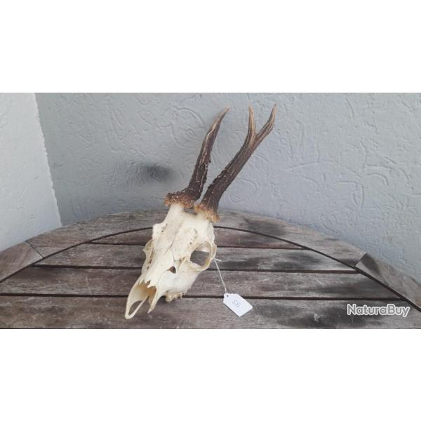 Crne de chevreuil #535