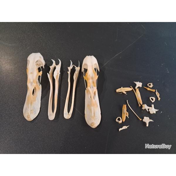 Lot de 2 cr�nes de canard #24
