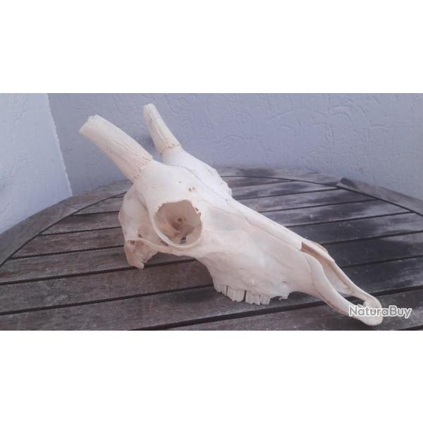 Cr�ne de Blesbok ; Damaliscus pygargus phillipsi #3108(2)