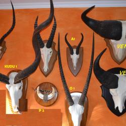 TROPHEE GRAND KUDU - NAMIBIE