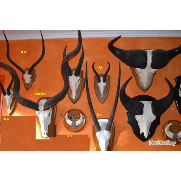 TROPHEE GRAND KUDU - NAMIBIE