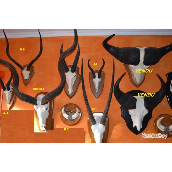 TROPHEE GRAND KUDU - NAMIBIE