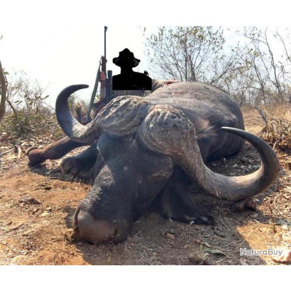 GRAND BUFFLE KAFFER SUR LA ZONE DU KRUGER PARK