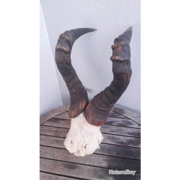 Massacre de Bubale roux ; Alcelaphus buselaphus