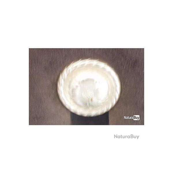 Conchas divers vendus � la pi�ce ! 12