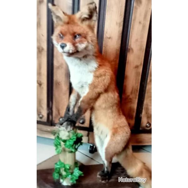 renard roux de France