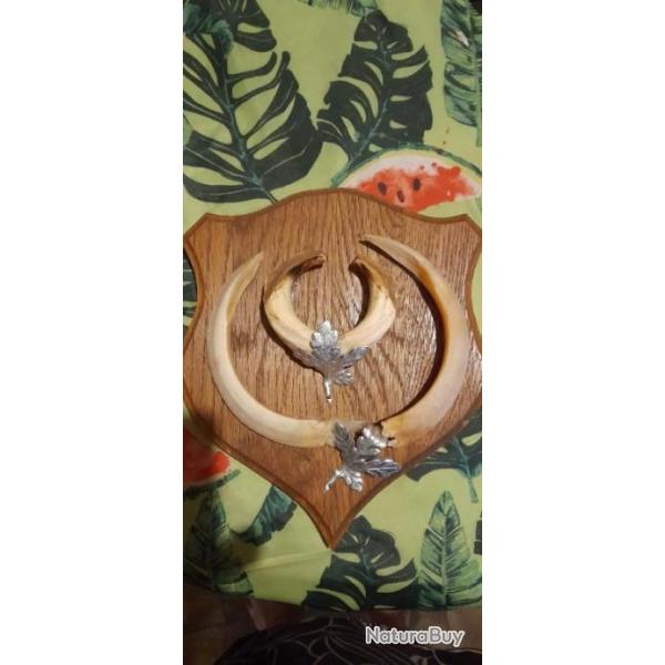 TROPHEE DENTS DE SANGLIER SUR ECUSSON BOIS