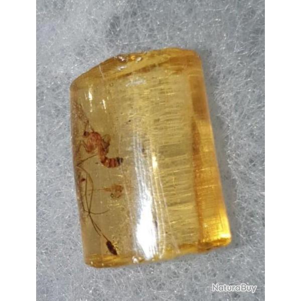 AMBRE JEUNE � INSECTE - env 1 MILLION D'ANN�ES