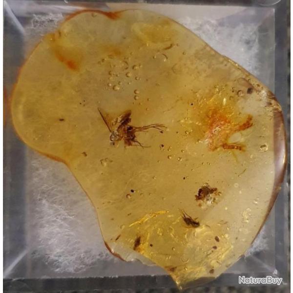 AMBRE JEUNE (copal) � INSECTE - env 1 MILLION D'ANN�ES