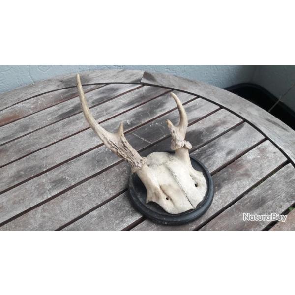 Trophe de cerf de Virginie tte bizarde ; Odocoileus virginianus #2209