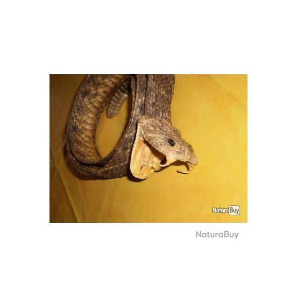 Bourdalou "Serpent � sonnette" !