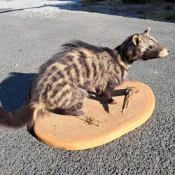 Taxidermie de Civette Africaine ; Civettictis civetta #LM26