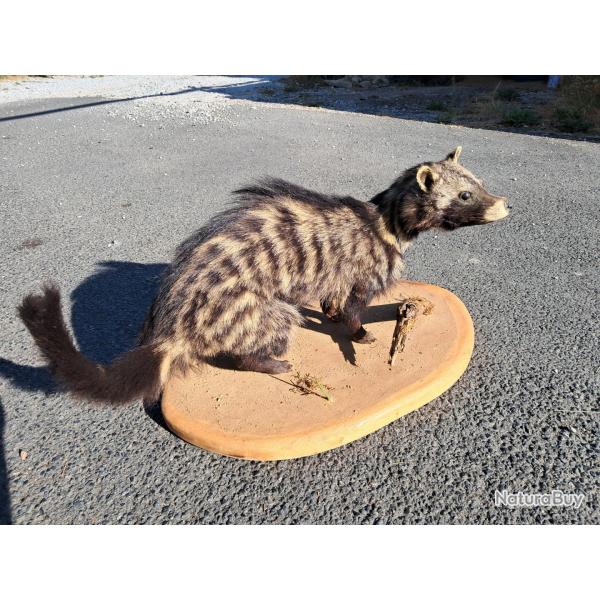 Taxidermie de Civette Africaine ; Civettictis civetta #LM26