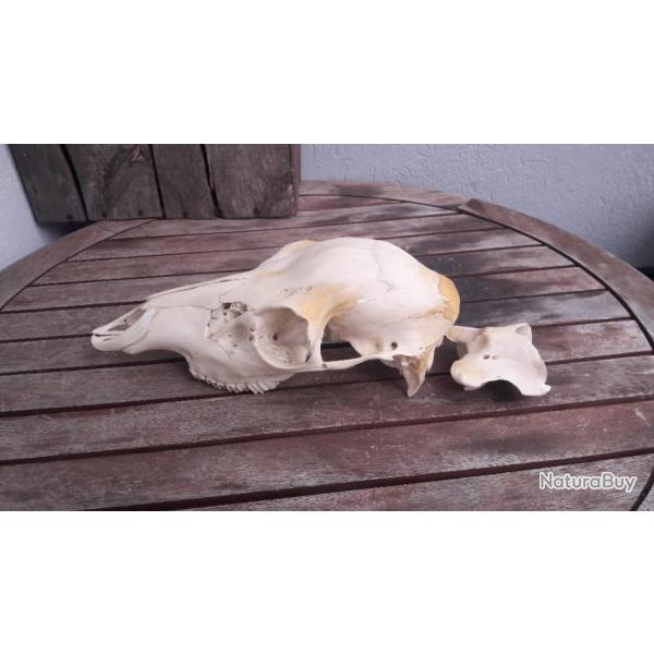 Crne de jeune cerf laphe avec canines