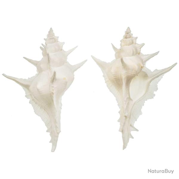 Coquillage murex alabaster 6 � 9 cm