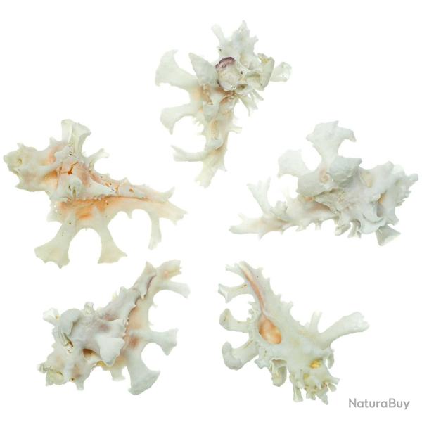 Coquillages murex zamboi - 3 � 4 cm - A l'unit�