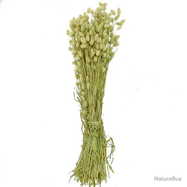 Bouquet fleurs s�ch�es phalaris naturel - 70 cm