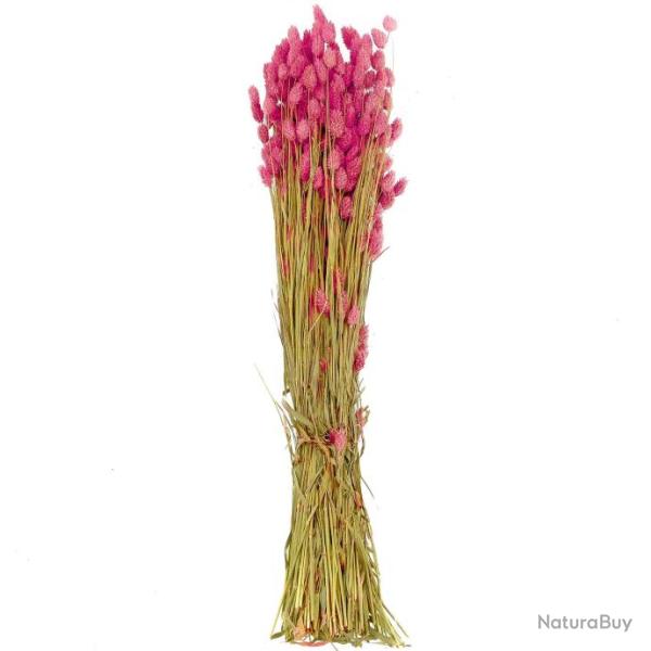 Bouquet fleurs s�ch�es phalaris rose - 70 cm