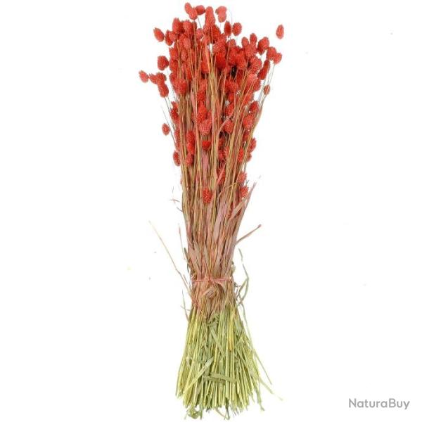 Bouquet fleurs s�ch�es phalaris rouge - 70 cm