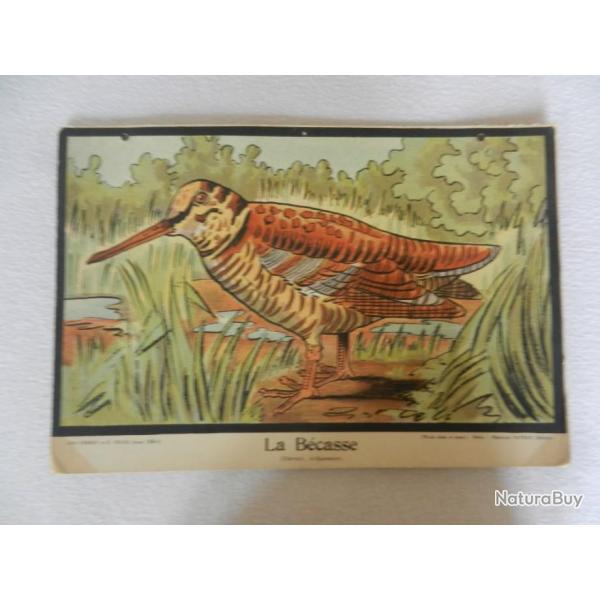 2 anciennes images p�dagogiques- la b�casse et la perdrix-Jean Perrot/R. Staub - �d. Fernand Nathan