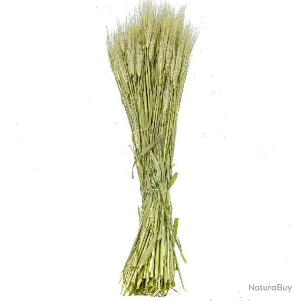 Bouquet d'orge - 70 cm
