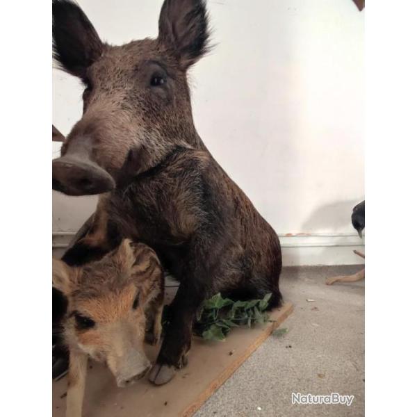 Laie sanglier assise environ 50 kg avec marcassin