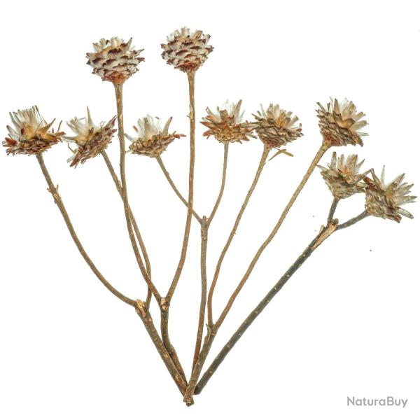 Plumosum - 5 branches