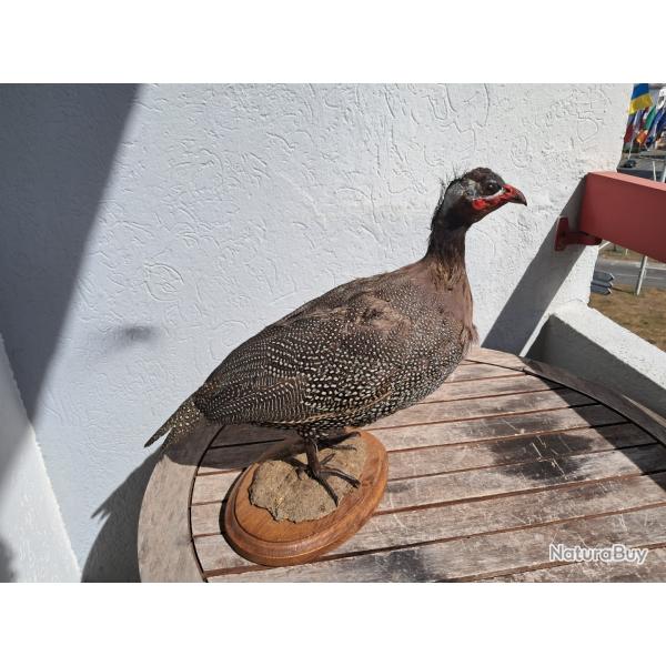 Taxidermie de Pintade de Numidie ; Numida meleagris