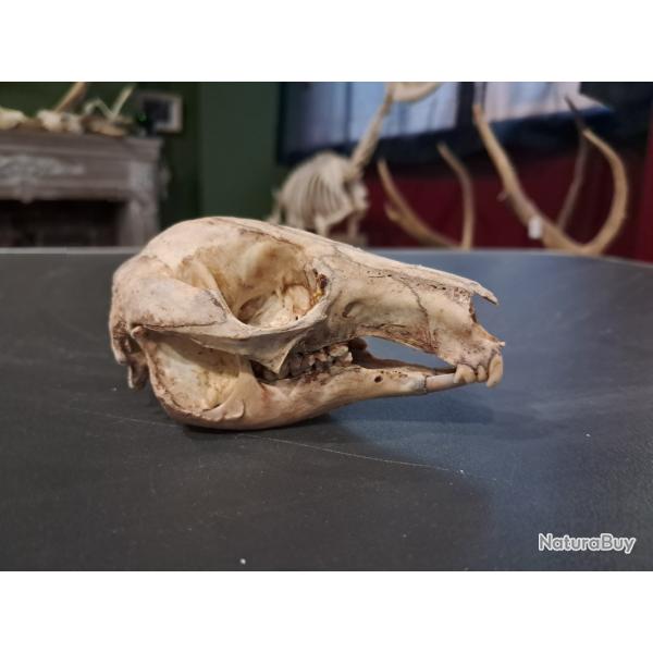 Cr�ne de wallaby #L4K5