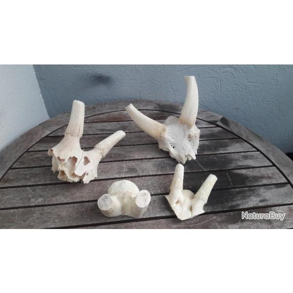 Lot de 4 massacres ; bushbuck ; antilope ; springbok