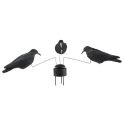 Man&egrave;ge &agrave; corbeaux