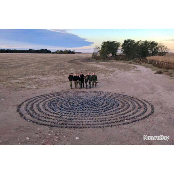 CANARDS - TOURTERELLES ET PIGEONS EN ARGENTINE