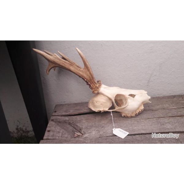 Crne de chevreuil 8 cors irrguliers #615