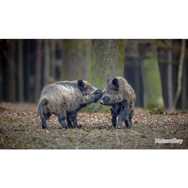 Offre sp�ciale Hongrie ! Battue Grand Gibier