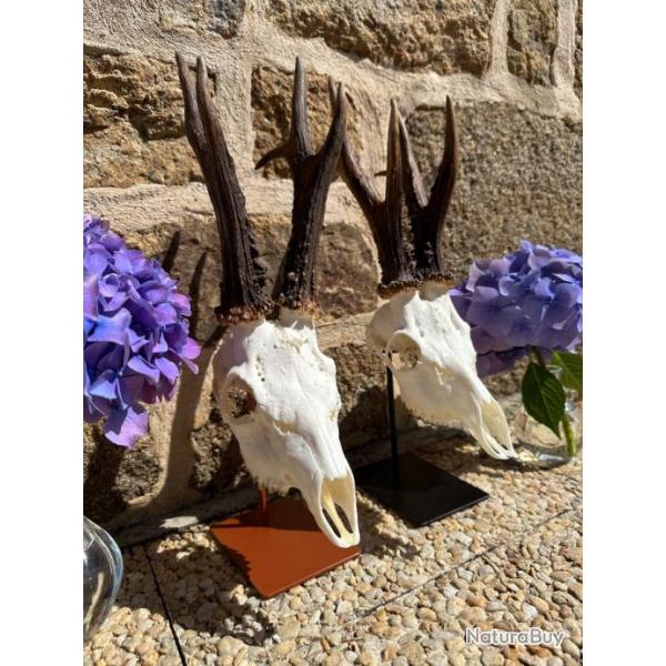 Support Troph�e Brocard / Chamois / Isard