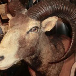 ANCIEN  grand support de tete de mouflon