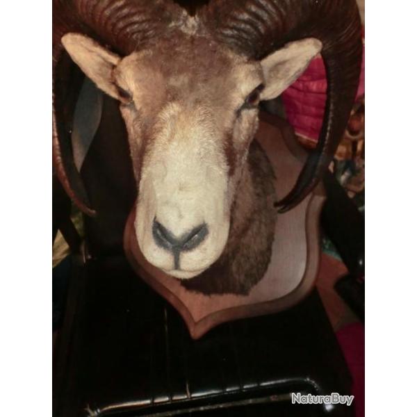 ANCIEN  grand support de tete de mouflon