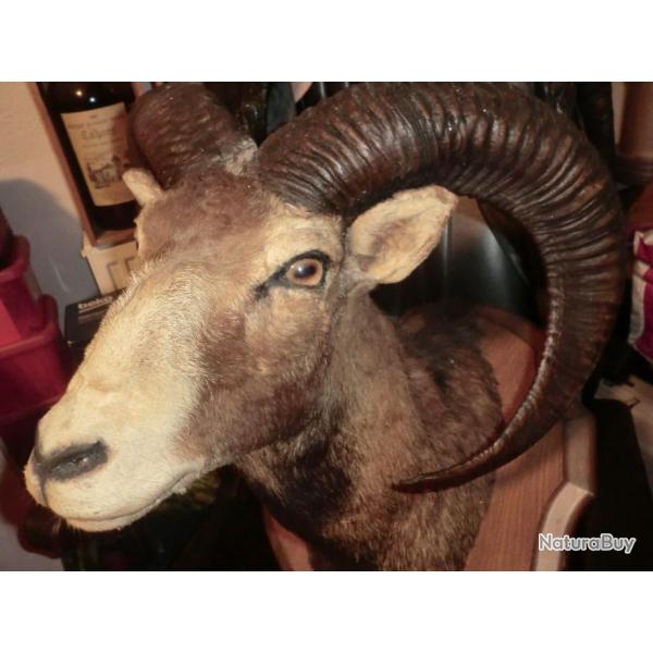 ANCIEN  grand support de tete de mouflon