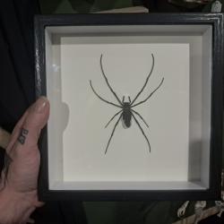 N&eacute;phile dor&eacute;e  sous cadre vitrine