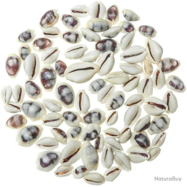Coquillages cypraea moneta violet - 1 � 2 cm - 50 grammes